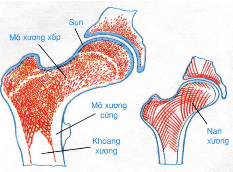 Hasuta Việt Nam Chuyên cung cấp thiết bị chăm sóc sức khỏe tốt nhất việt nam