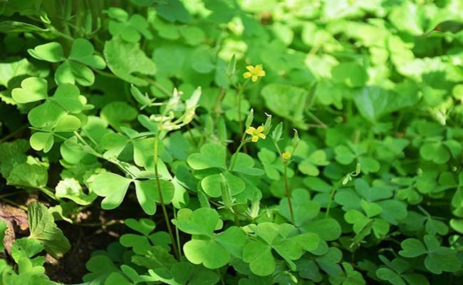 Hasuta Việt Nam Chuyên cung cấp thiết bị chăm sóc sức khỏe tốt nhất việt nam