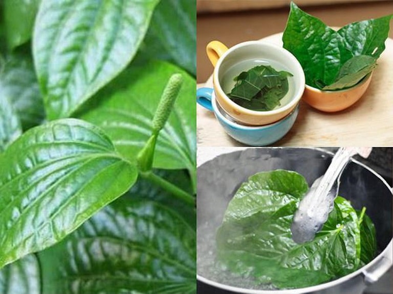 Hasuta Việt Nam Chuyên cung cấp thiết bị chăm sóc sức khỏe tốt nhất việt nam