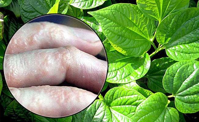 Hasuta Việt Nam Chuyên cung cấp thiết bị chăm sóc sức khỏe tốt nhất việt nam