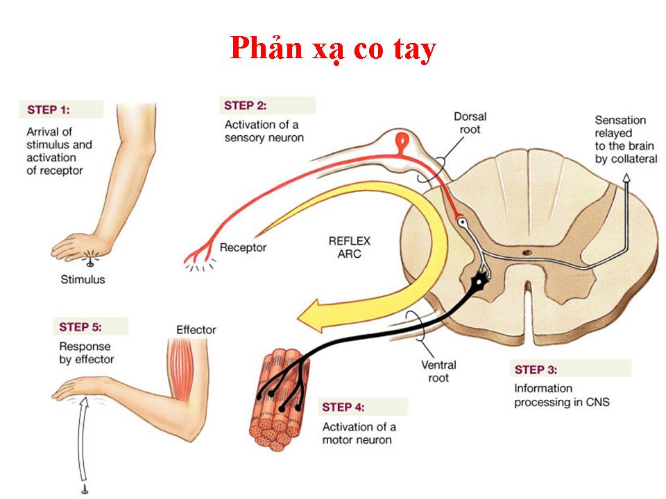 Hasuta Việt Nam Chuyên cung cấp thiết bị chăm sóc sức khỏe tốt nhất việt nam